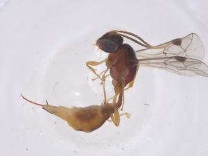  ( - CBG-B14977-B07)  @11 [ ] CreativeCommons - Attribution Share - Alike (2025) Centre for Biodiversity Genomics Centre for Biodiversity Genomics