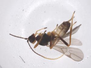  ( - CBG-B14977-F09)  @11 [ ] CreativeCommons - Attribution Share - Alike (2025) Centre for Biodiversity Genomics Centre for Biodiversity Genomics