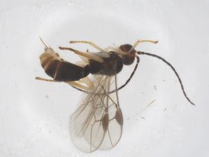  (Stiropius Malaise2273 - CBG-B14978-F09)  @11 [ ] CreativeCommons - Attribution Share - Alike (2025) Centre for Biodiversity Genomics Centre for Biodiversity Genomics