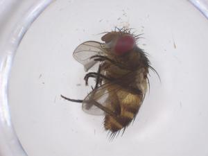  ( - CBG-B15015-D02)  @11 [ ] CreativeCommons - Attribution Share - Alike (2025) Centre for Biodiversity Genomics Centre for Biodiversity Genomics