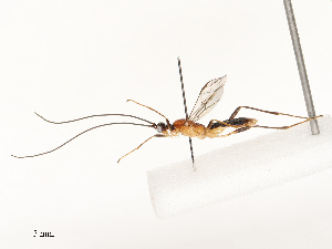  ( - CBG-B12665-C09)  @11 [ ] CreativeCommons - Attribution Share - Alike (2025) CBG Photography Group Centre for Biodiversity Genomics