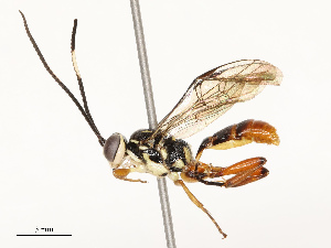  ( - CBG-B12665-D08)  @11 [ ] CreativeCommons - Attribution Share - Alike (2025) CBG Photography Group Centre for Biodiversity Genomics