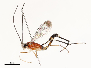  ( - CBG-B12665-E02)  @11 [ ] CreativeCommons - Attribution Share - Alike (2025) CBG Photography Group Centre for Biodiversity Genomics