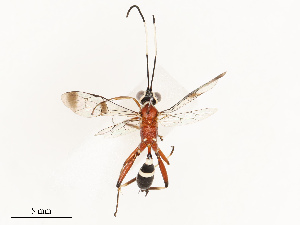  ( - CBG-B12665-E04)  @11 [ ] CreativeCommons - Attribution Share - Alike (2025) CBG Photography Group Centre for Biodiversity Genomics