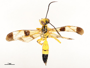  ( - CBG-B12673-F03)  @11 [ ] CreativeCommons - Attribution Share - Alike (2025) CBG Photography Group Centre for Biodiversity Genomics