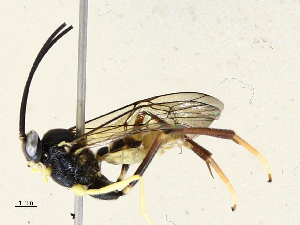  (Cryptophion manueliDHJ02 - CBG-B12676-F10)  @11 [ ] CreativeCommons - Attribution Share - Alike (2025) CBG Photography Group Centre for Biodiversity Genomics
