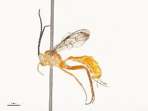  ( - CBG-B13786-C05)  @11 [ ] CreativeCommons - Attribution Share - Alike (2025) CBG Photography Group Centre for Biodiversity Genomics