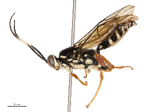  ( - CBG-B13891-A03)  @11 [ ] CreativeCommons - Attribution Share - Alike (2025) CBG Photography Group Centre for Biodiversity Genomics