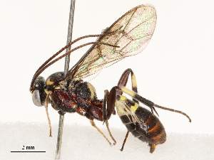  ( - CBG-B13900-G10)  @11 [ ] CreativeCommons - Attribution Share - Alike (2025) CBG Photography Group Centre for Biodiversity Genomics