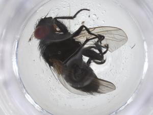  (Phytomyptera Wood01 - CBG-B14492-E01)  @11 [ ] CreativeCommons - Attribution Share - Alike (2025) Centre for Biodiversity Genomics Centre for Biodiversity Genomics