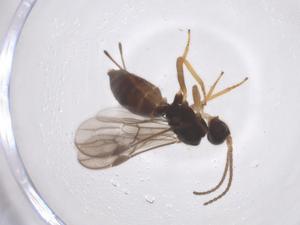  (Heterospilus Malaise3009 - CBG-B15041-F08)  @11 [ ] CreativeCommons - Attribution Share - Alike (2025) Centre for Biodiversity Genomics Centre for Biodiversity Genomics