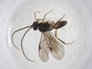  ( - CBG-B15052-A08)  @11 [ ] CreativeCommons - Attribution Share - Alike (2025) Centre for Biodiversity Genomics Centre for Biodiversity Genomics