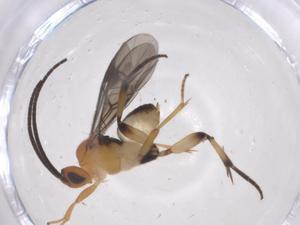  (Diolcogaster malaise3439 - CBG-B15066-F05)  @11 [ ] CreativeCommons - Attribution Share - Alike (2025) Centre for Biodiversity Genomics Centre for Biodiversity Genomics