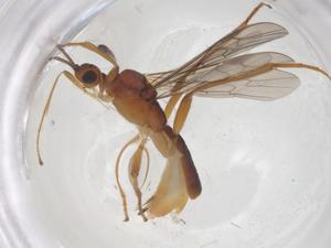  ( - CBG-B15110-A06)  @11 [ ] CreativeCommons - Attribution Share - Alike (2025) Centre for Biodiversity Genomics Centre for Biodiversity Genomics