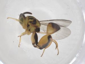  ( - CBG-B15118-C04)  @11 [ ] CreativeCommons - Attribution Share - Alike (2025) Centre for Biodiversity Genomics Centre for Biodiversity Genomics