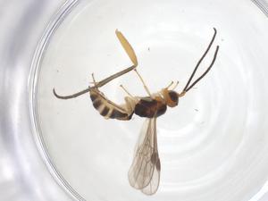  ( - CBG-B15123-H01)  @11 [ ] CreativeCommons - Attribution Share - Alike (2025) Centre for Biodiversity Genomics Centre for Biodiversity Genomics