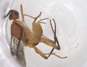  (Meteorus Janzen23 - CBG-B15127-B01)  @11 [ ] CreativeCommons - Attribution Share - Alike (2025) Centre for Biodiversity Genomics Centre for Biodiversity Genomics