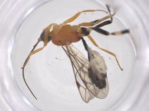  ( - CBG-B15129-A04)  @11 [ ] CreativeCommons - Attribution Share - Alike (2025) Centre for Biodiversity Genomics Centre for Biodiversity Genomics