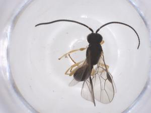  (opiMalaise01 Malaise3670 - CBG-B15132-D08)  @11 [ ] CreativeCommons - Attribution Share - Alike (2025) Centre for Biodiversity Genomics Centre for Biodiversity Genomics