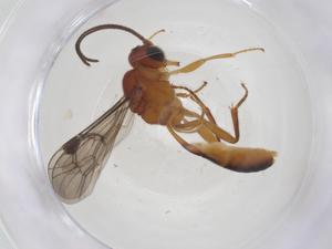  ( - CBG-B15148-A03)  @11 [ ] CreativeCommons - Attribution Share - Alike (2025) Centre for Biodiversity Genomics Centre for Biodiversity Genomics