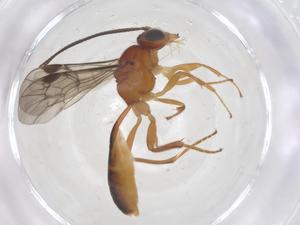  ( - CBG-B15157-C02)  @11 [ ] CreativeCommons - Attribution Share - Alike (2025) Centre for Biodiversity Genomics Centre for Biodiversity Genomics