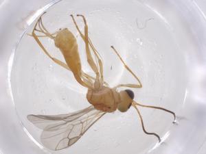  (Microctonus Malaise5160 - CBG-B15160-E04)  @11 [ ] CreativeCommons - Attribution Share - Alike (2025) Centre for Biodiversity Genomics Centre for Biodiversity Genomics