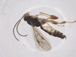  ( - CBG-B15160-G10)  @11 [ ] CreativeCommons - Attribution Share - Alike (2025) Centre for Biodiversity Genomics Centre for Biodiversity Genomics