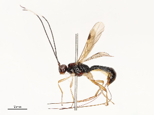  ( - CBG-B15170-G02)  @11 [ ] CreativeCommons - Attribution Share - Alike (2025) CBG Photography Group Centre for Biodiversity Genomics
