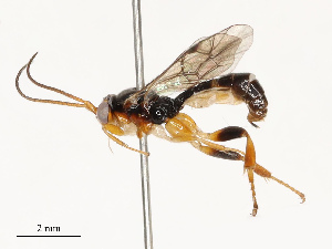  ( - CBG-B15170-H01)  @11 [ ] CreativeCommons - Attribution Share - Alike (2025) CBG Photography Group Centre for Biodiversity Genomics