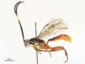  ( - CBG-B15175-G01)  @11 [ ] CreativeCommons - Attribution Share - Alike (2025) CBG Photography Group Centre for Biodiversity Genomics