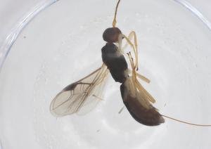  (Heterospilus Malaise5727 - CBG-B15193-E05)  @11 [ ] CreativeCommons - Attribution Share - Alike (2025) Centre for Biodiversity Genomics Centre for Biodiversity Genomics