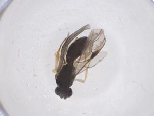  ( - CBG-B15225-D09)  @11 [ ] CreativeCommons - Attribution Share - Alike (2025) Centre for Biodiversity Genomics Centre for Biodiversity Genomics