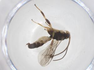  ( - CBG-B15232-E03)  @11 [ ] CreativeCommons - Attribution Share - Alike (2025) Centre for Biodiversity Genomics Centre for Biodiversity Genomics