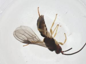  ( - CBG-B15246-A01)  @11 [ ] CreativeCommons - Attribution Share - Alike (2025) Centre for Biodiversity Genomics Centre for Biodiversity Genomics