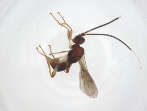  ( - CBG-B15246-B01)  @11 [ ] CreativeCommons - Attribution Share - Alike (2025) Centre for Biodiversity Genomics Centre for Biodiversity Genomics