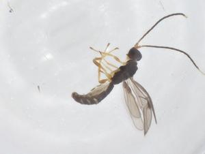  (Heterospilus Malaise5352 - CBG-B15352-C08)  @11 [ ] CreativeCommons - Attribution Share - Alike (2025) Centre for Biodiversity Genomics Centre for Biodiversity Genomics