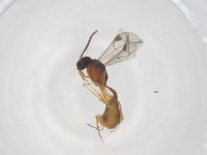  ( - CBG-B15375-C02)  @11 [ ] CreativeCommons - Attribution Share - Alike (2025) Centre for Biodiversity Genomics Centre for Biodiversity Genomics