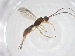  ( - CBG-B15376-B08)  @11 [ ] CreativeCommons - Attribution Share - Alike (2025) Centre for Biodiversity Genomics Centre for Biodiversity Genomics