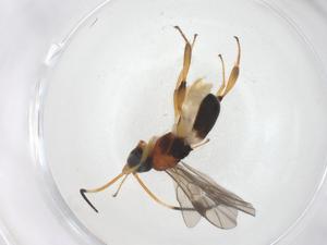  (Leptodrepana Malaise5434 - CBG-B15434-A01)  @11 [ ] CreativeCommons - Attribution Share - Alike (2025) Centre for Biodiversity Genomics Centre for Biodiversity Genomics