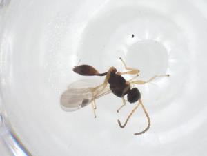  ( - CBG-B16685-G07)  @11 [ ] CreativeCommons - Attribution Share - Alike (2025) Centre for Biodiversity Genomics Centre for Biodiversity Genomics