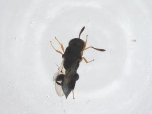  (chalMalaise01 malaise4505 - CBG-B16725-D11)  @11 [ ] CreativeCommons - Attribution Share - Alike (2025) Centre for Biodiversity Genomics Centre for Biodiversity Genomics