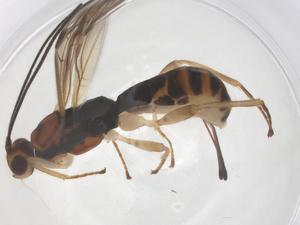  (Heterospilus Malaise6913 - CBG-B16913-A01)  @11 [ ] CreativeCommons - Attribution Share - Alike (2025) Centre for Biodiversity Genomics Centre for Biodiversity Genomics