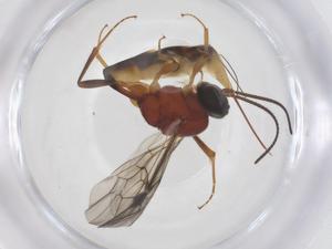  ( - CBG-B16913-C06)  @11 [ ] CreativeCommons - Attribution Share - Alike (2025) Centre for Biodiversity Genomics Centre for Biodiversity Genomics