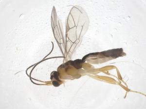  ( - CBG-B16942-D01)  @11 [ ] CreativeCommons - Attribution Share - Alike (2025) Centre for Biodiversity Genomics Centre for Biodiversity Genomics