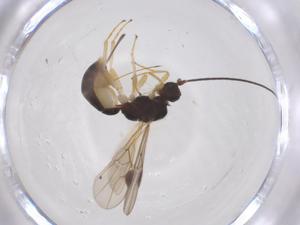  ( - CBG-B16944-G05)  @11 [ ] CreativeCommons - Attribution Share - Alike (2025) Centre for Biodiversity Genomics Centre for Biodiversity Genomics