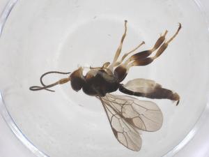  ( - CBG-B16945-B07)  @11 [ ] CreativeCommons - Attribution Share - Alike (2025) Centre for Biodiversity Genomics Centre for Biodiversity Genomics