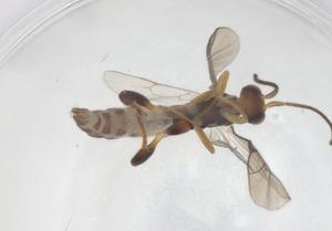  ( - CBG-B16946-A01)  @11 [ ] CreativeCommons - Attribution Share - Alike (2025) Centre for Biodiversity Genomics Centre for Biodiversity Genomics