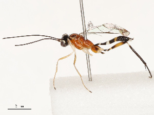  ( - CBG-B17183-G06)  @11 [ ] CreativeCommons - Attribution Share - Alike (2025) CBG Photography Group Centre for Biodiversity Genomics