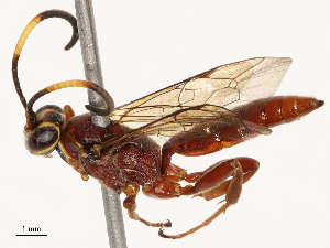  ( - CBG-B17184-D04)  @11 [ ] CreativeCommons - Attribution Share - Alike (2025) CBG Photography Group Centre for Biodiversity Genomics