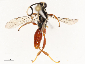  ( - CBG-B17184-E06)  @11 [ ] CreativeCommons - Attribution Share - Alike (2025) CBG Photography Group Centre for Biodiversity Genomics